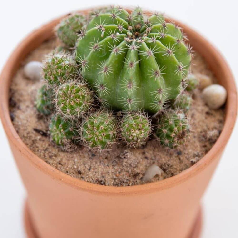 Parodia Cactus Seeds - Cactus Plant Seeds for Home Gardens