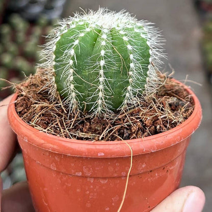 Parodia Cactus Seeds - Cactus Plant Seeds for Home Gardens
