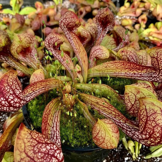 Parrot Pitcher Plant Seeds
