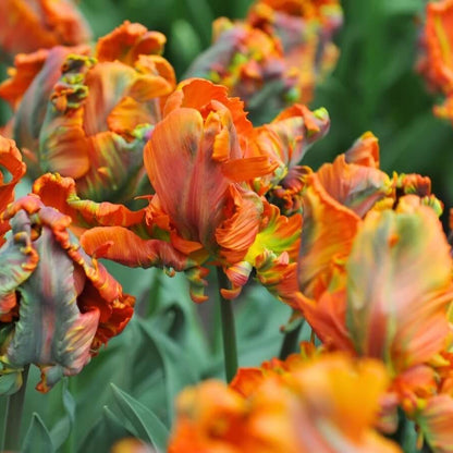Parrot Tulips Seeds 