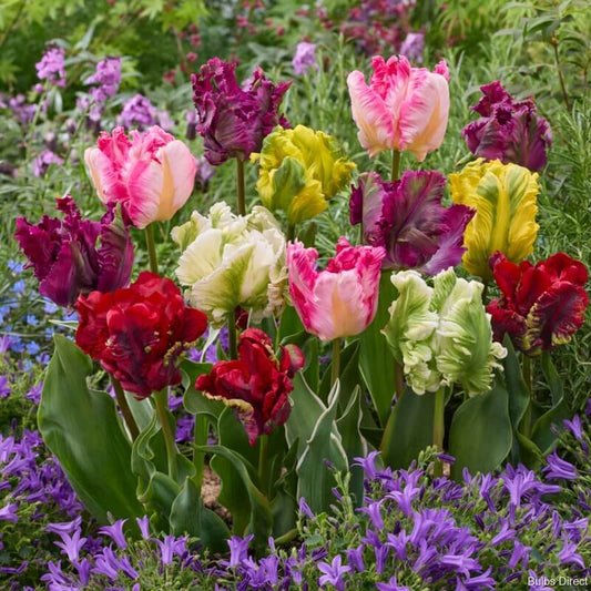 Parrot Tulips Seeds 