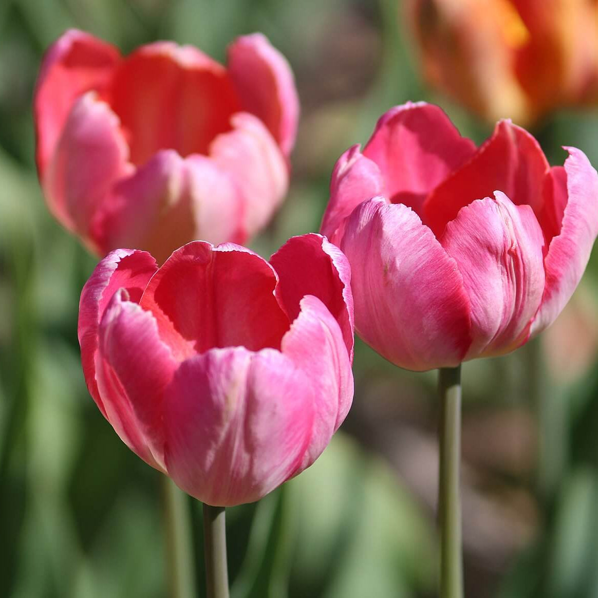 Parrot Tulips Seeds 