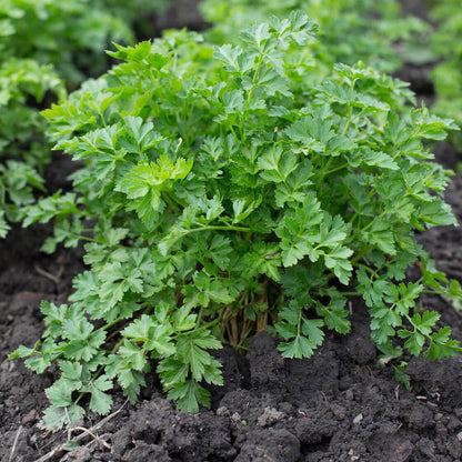 Parsley Seeds