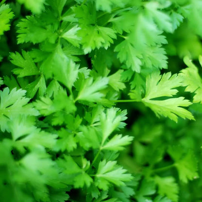 Parsley Seeds