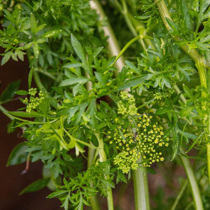 Parsley Seeds