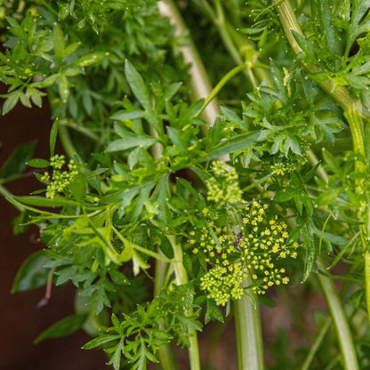Parsley Seeds