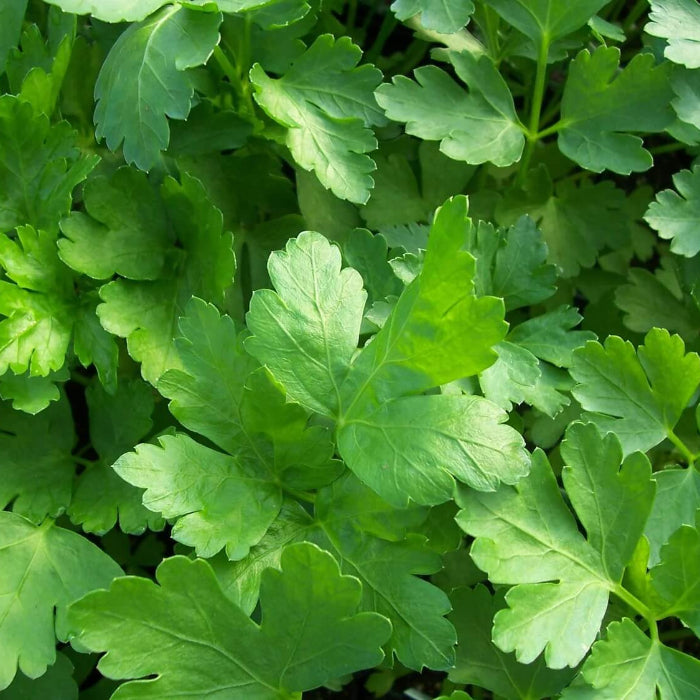 Parsley Seeds - Herbal Plant