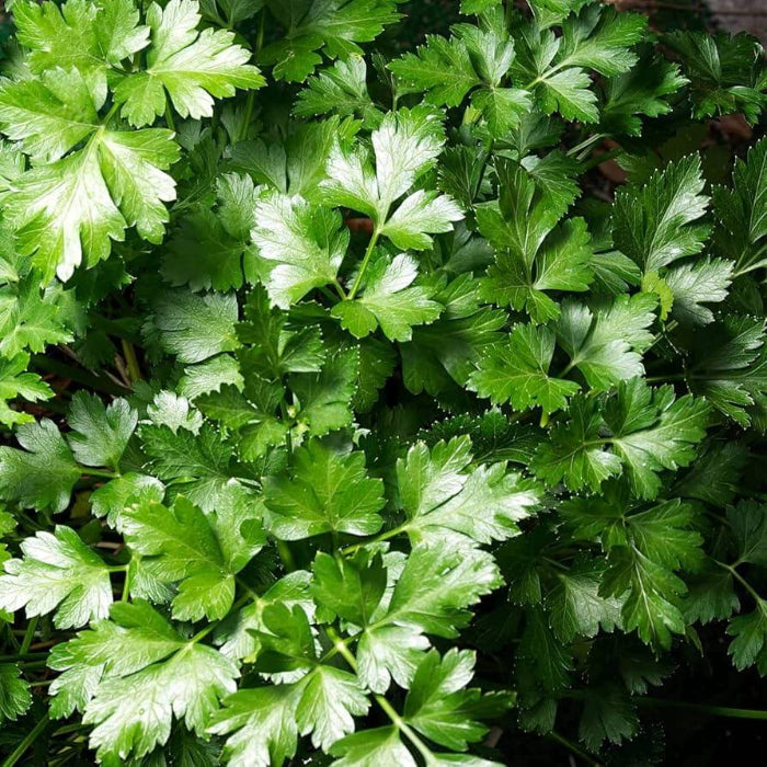 Parsley Seeds - Herbal Plant