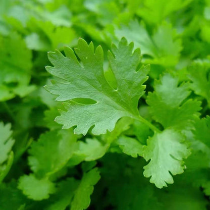 Parsley Seeds - Herbal Plant