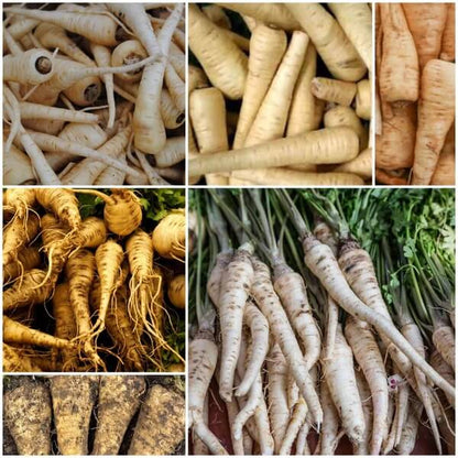 Parsnip Seeds - All In One For Home Gardens