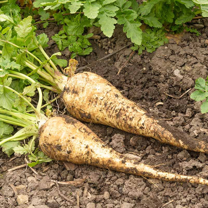 Parsnip Seeds - Vegetable Plant for Home Gardens