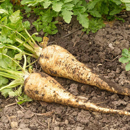 Parsnip Seeds - Vegetable Plant for Home Gardens
