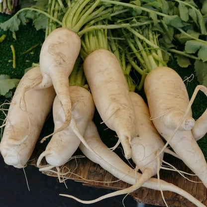 Parsnip Seeds - Vegetable Plant for Home Gardens