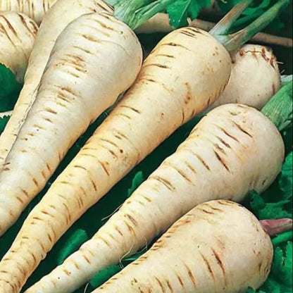 Parsnip Seeds - Vegetable Plant for Home Gardens