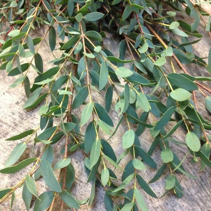 Parvifolia Eucalyptus Seeds - Ornamental Plant for Home Gardens