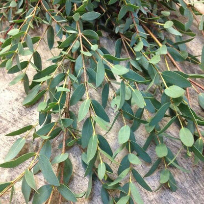 Parvifolia Eucalyptus Seeds - Ornamental Plant for Home Gardens