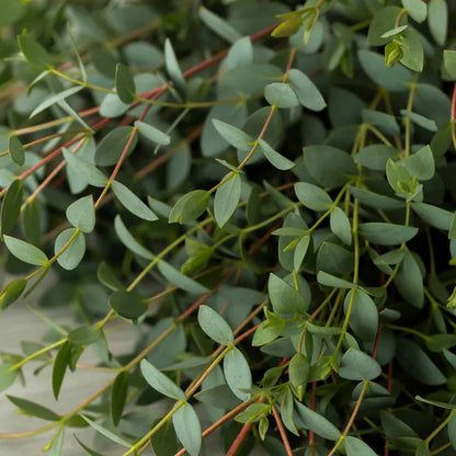 Parvifolia Eucalyptus Seeds - Ornamental Plant for Home Gardens