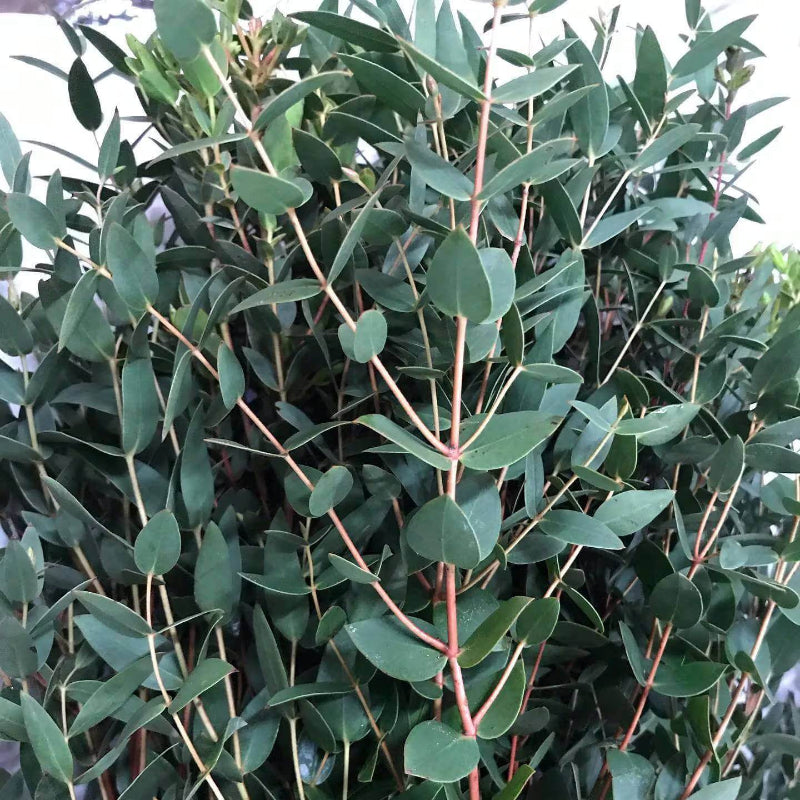 Parvifolia Eucalyptus Seeds - Ornamental Plant for Home Gardens