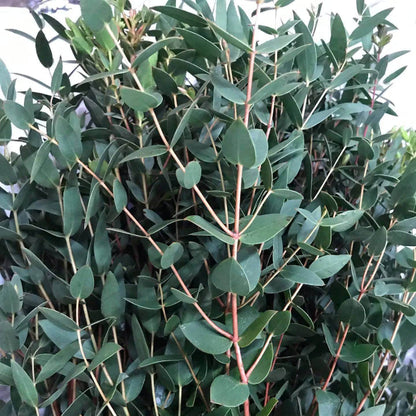 Parvifolia Eucalyptus Seeds - Ornamental Plant for Home Gardens