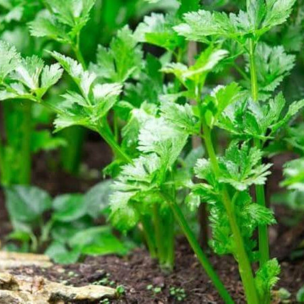 Pascal Celery Seeds
