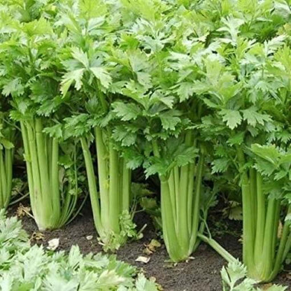 Pascal Celery Seeds