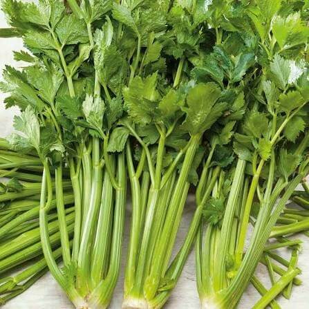 Pascal Celery Seeds