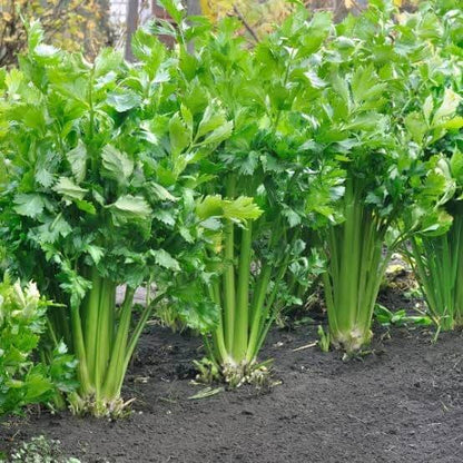 Pascal Celery Seeds