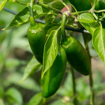 Pasilla Pepper Seeds -  Vegetable Plant 