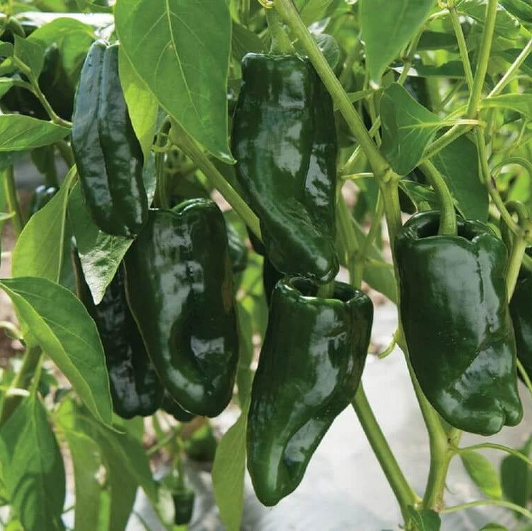 Pasilla Pepper Seeds -  Vegetable Plant 