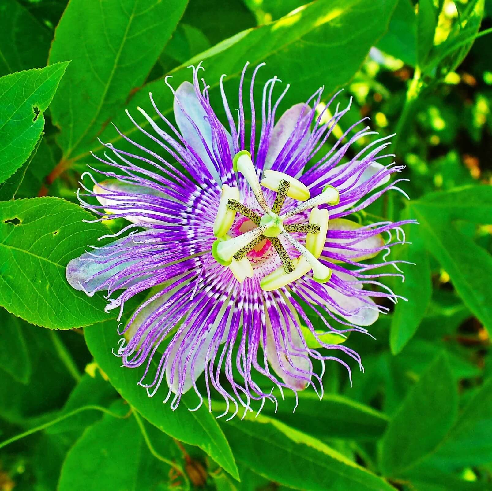 Passiflora Incarnata Passion Seeds