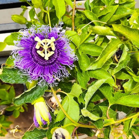 Passiflora Incarnata Passion Seeds