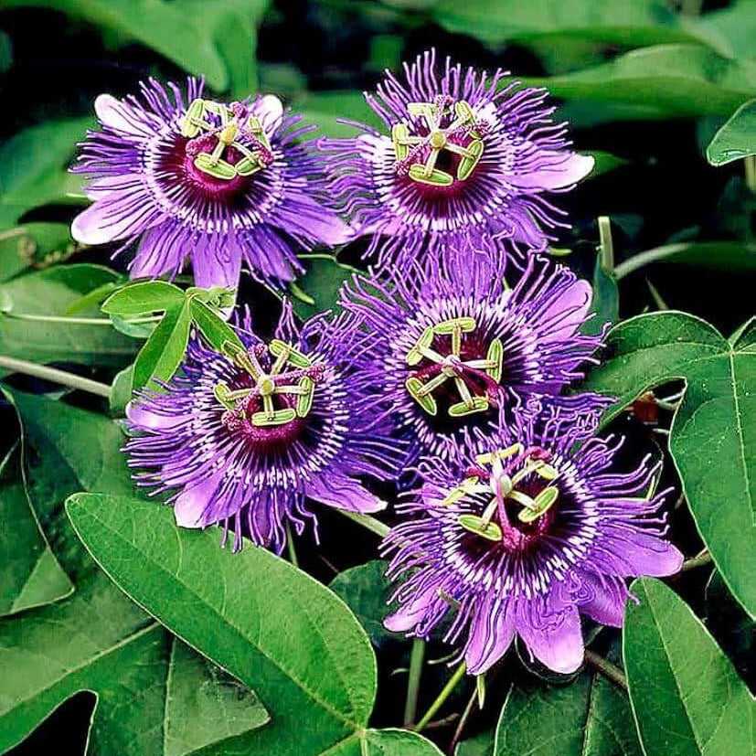 Passiflora Incarnata Passion Seeds