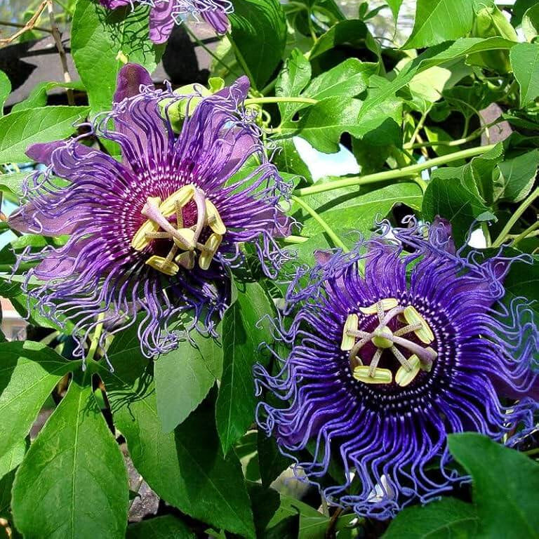 Passiflora Incarnata Seeds - Flower Plant