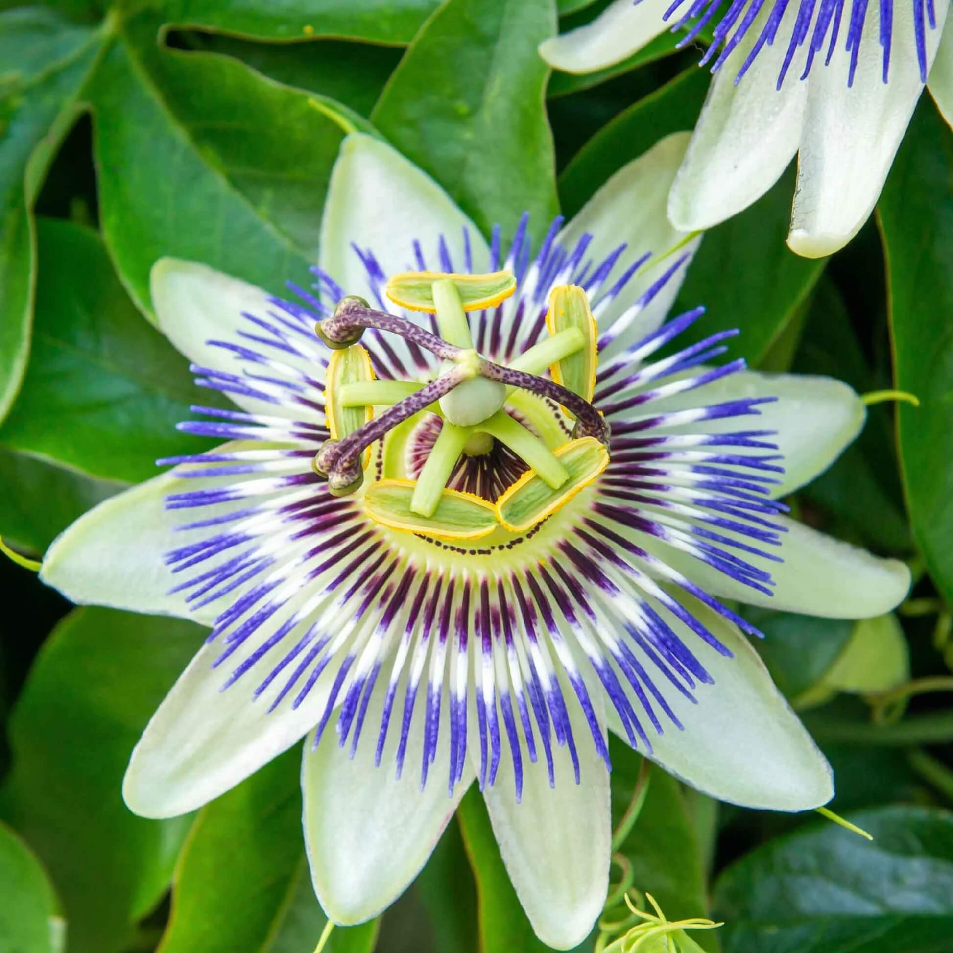 Passiflora Seeds - Flower Plant for Home Gardens