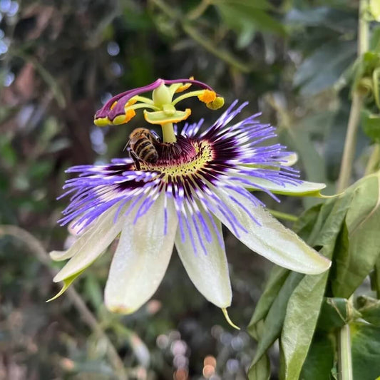 Passiflora Seeds - Flower Plant for Home Gardens
