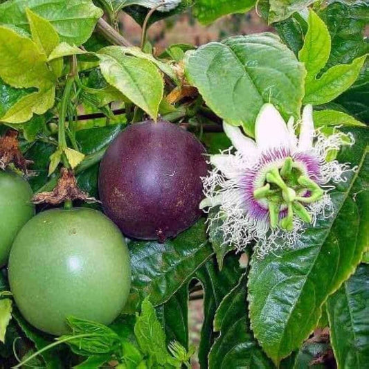 Passiflora edulis Purple Pink Passion Fruit Seeds 