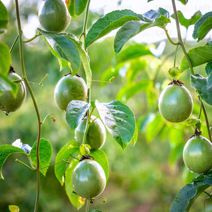 Passion Fruit Seeds