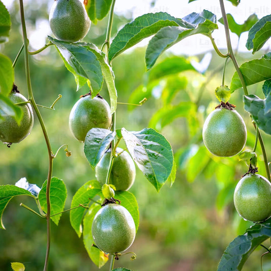 Passion Fruit Seeds