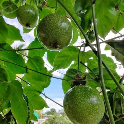 Passion Fruit Seeds