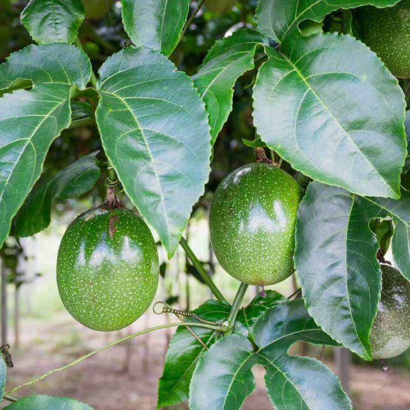 Passion Fruit Seeds