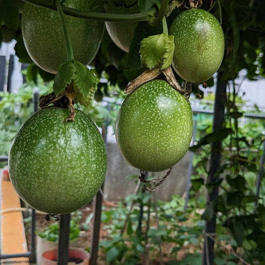 Passion Fruit Seeds