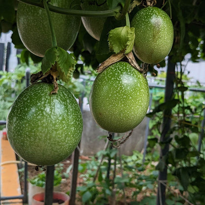 Passion Fruit Seeds
