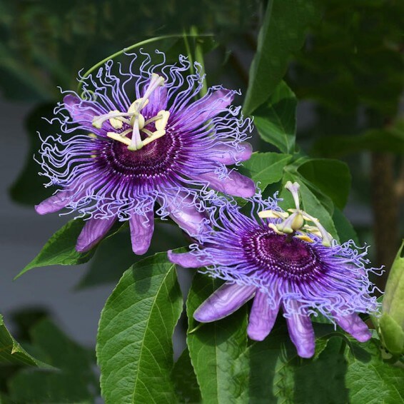 Passion Passiflora Incarnata Seeds