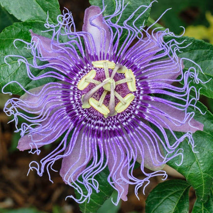 Passion Passiflora Incarnata Seeds