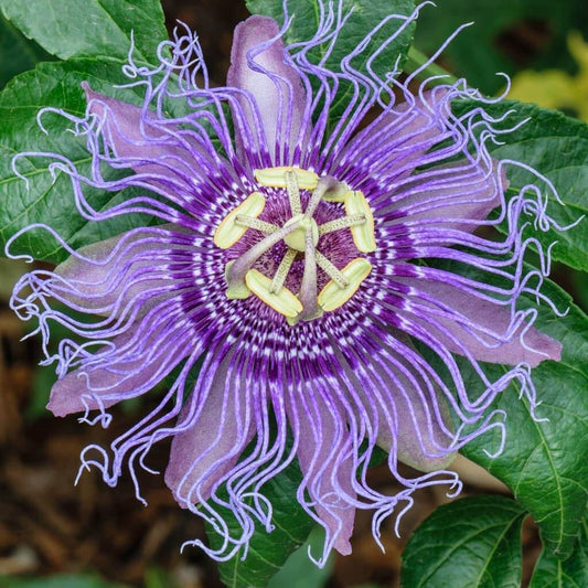 Passion Passiflora Incarnata Seeds