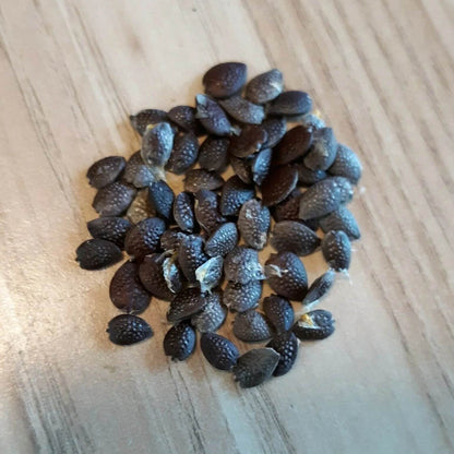 Passion Seeds