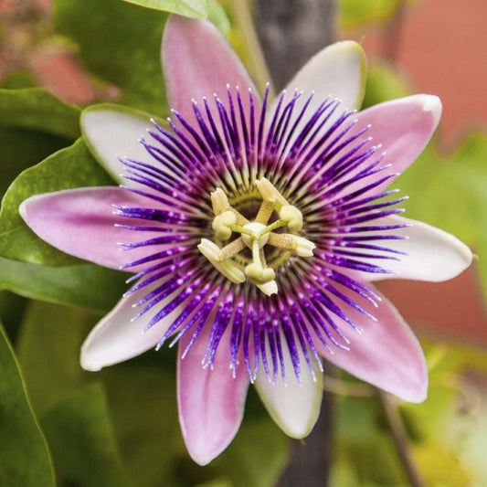 Passion Vine Seeds - Flower Plant