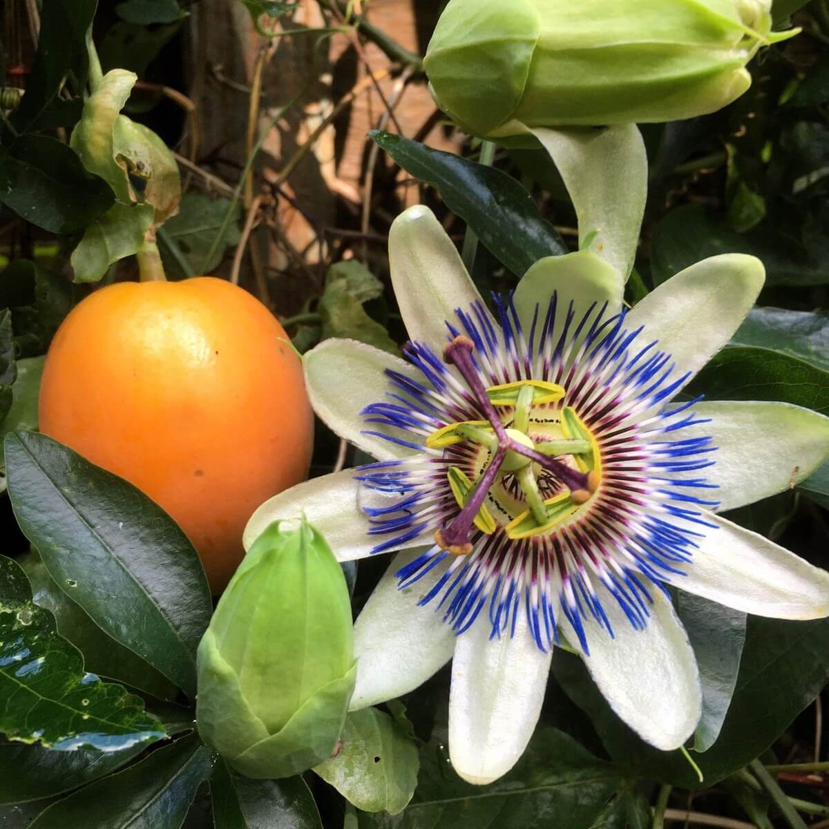 Passion Vine Seeds - Flower Plant