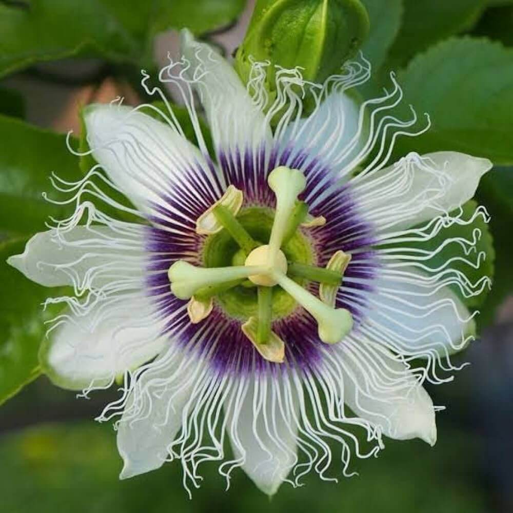 Passion Vine Seeds - Flower Plant