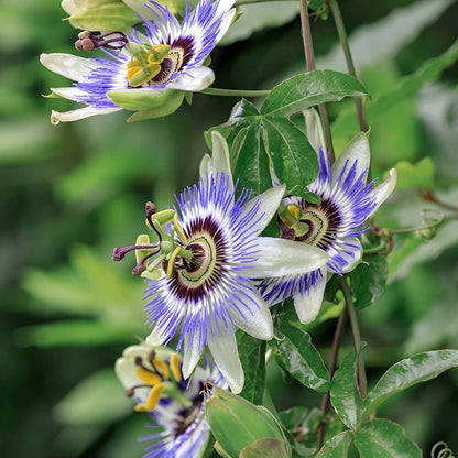 Passionflower Seeds - Flower Plant for Home Gardens